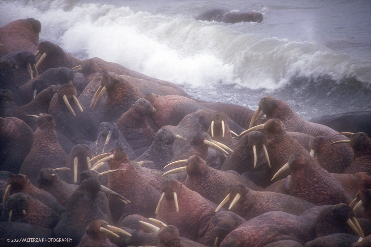 108 B SIBERIA.jpg - Luglio/Agosto 1992. Siberia, terra dei Chukchi. Nell'oceano artico  125 Km a nord-est della penisola dei Chukchi (Siberia) c'Ã¨ l'isola di Wrangel, essa ospita piÃ¹ del doppio di specie vegetali (417) di qualsiasi territorio artico a paritÃ  di superficie nonchÃ¨ 30 specie diverse di uccelli oltre ad orsi polari, foche e trichechi ; per questo motivo   Ã¨ stata proclamata patrimonio dell'umanitÃ  dall'UNESCO. Nella foto isola di Wrangell, colonia di trichechi , animali protetti, a Cape Blossom